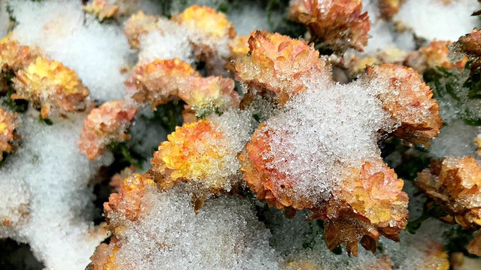 Тази сутрин цветята осъмнаха в сняг