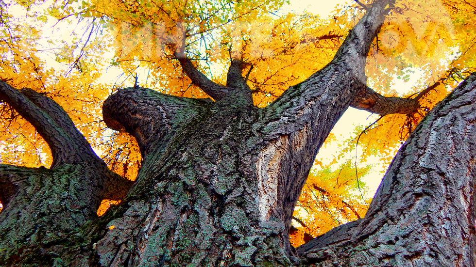 Есента в клоните на дървото