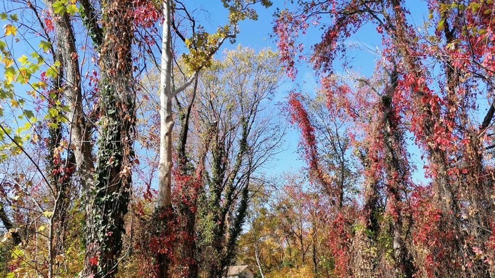 И днес слънцето победи мъглата!