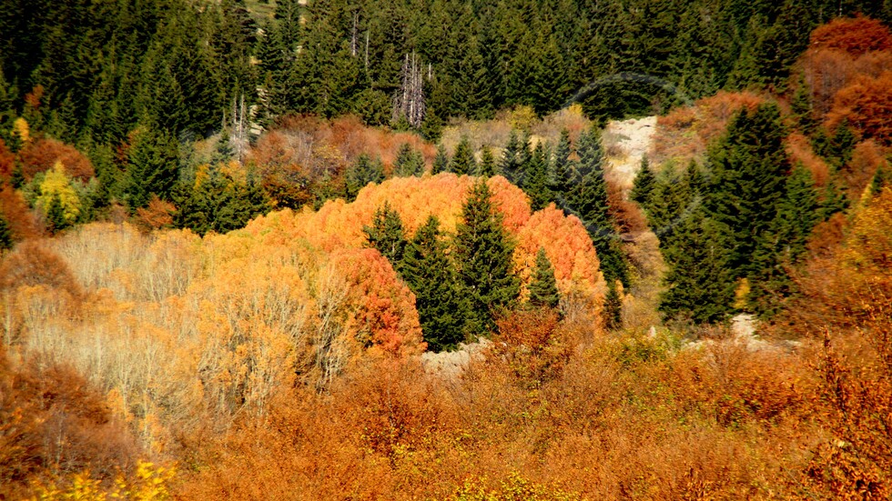 Есен във Витоша!