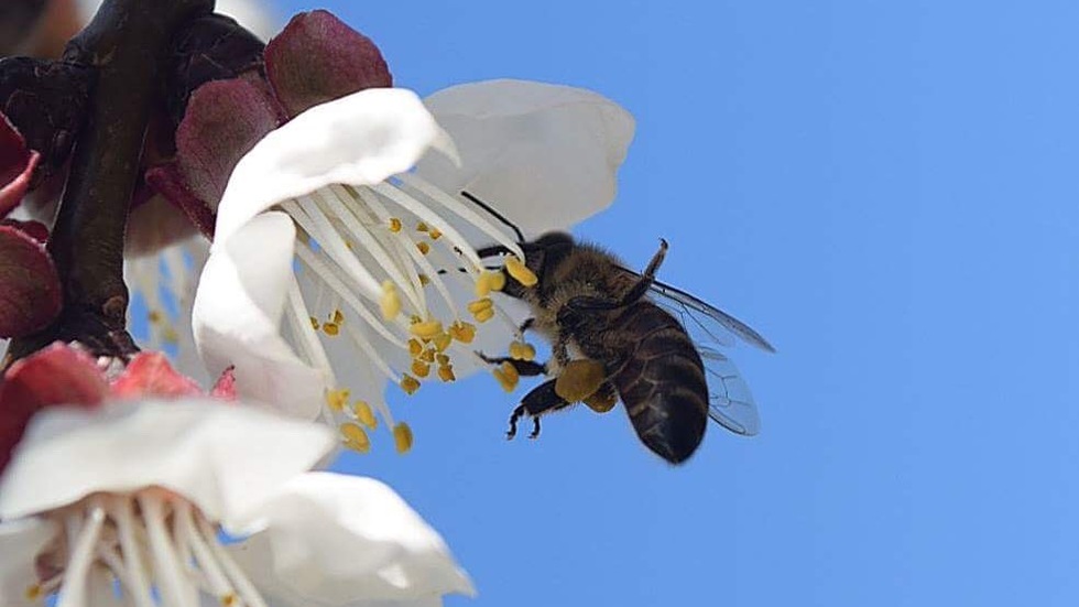 Работната пчеличка