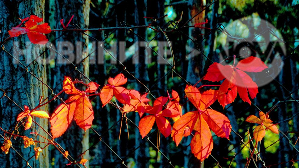 Багрите на есента