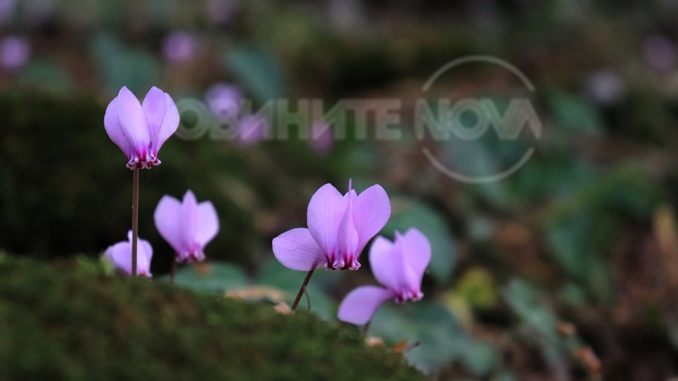 Цъфнали горски циклами