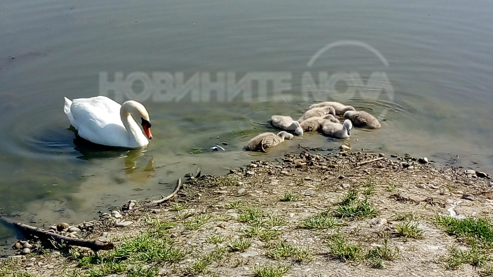 Интересни и красиви лебеди на Великден