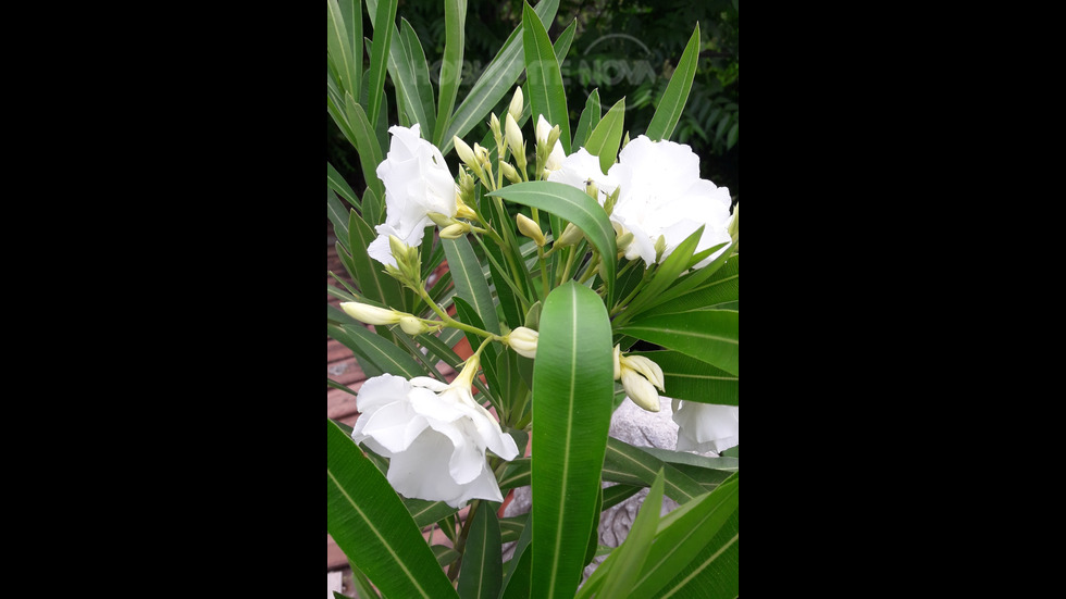 Бяло и зелено