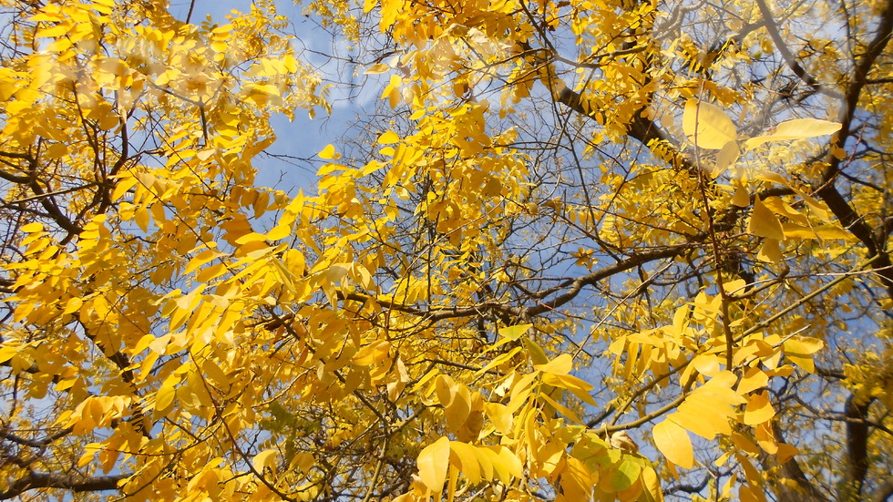 Златна есен