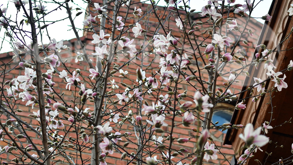 Цъфнала магнолия