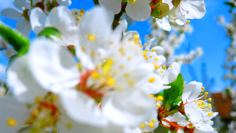 Изпращаме март със слънце и цъфнали дръвчета