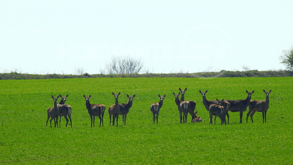Неочаквана и вълнуваща среща!