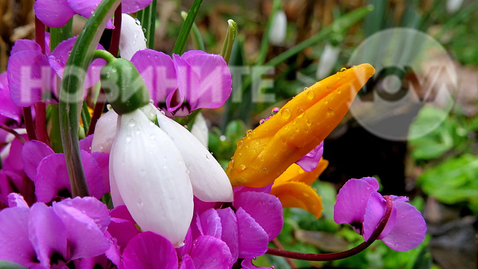 Пролетна нежност с дъждовни капчици!