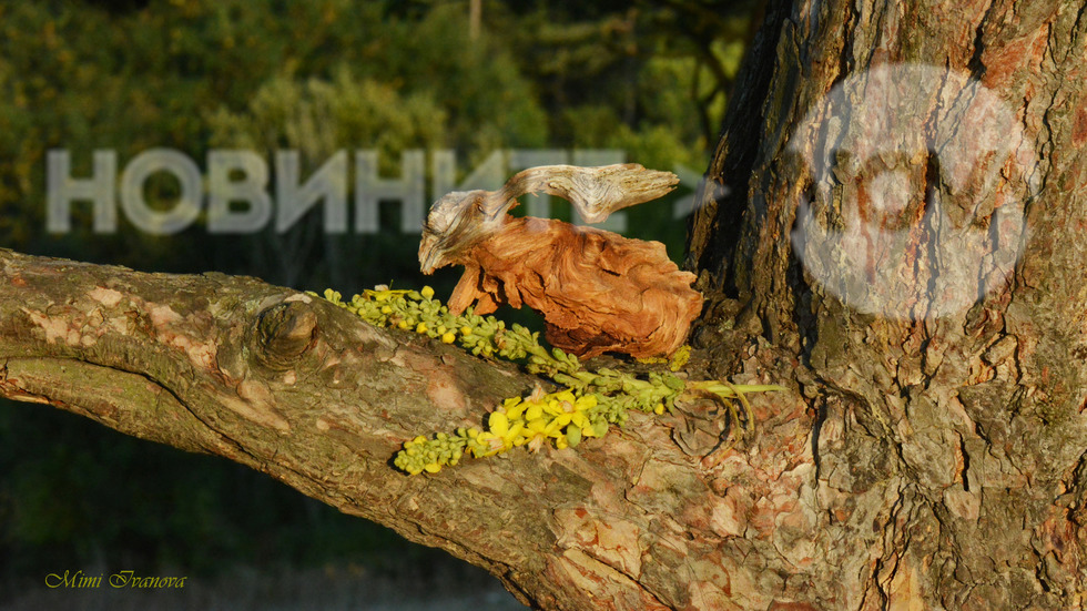 Есенно вдъхновение...