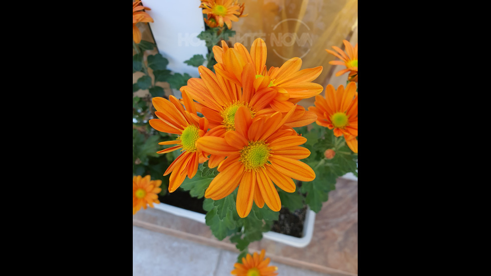 Красотата през есента