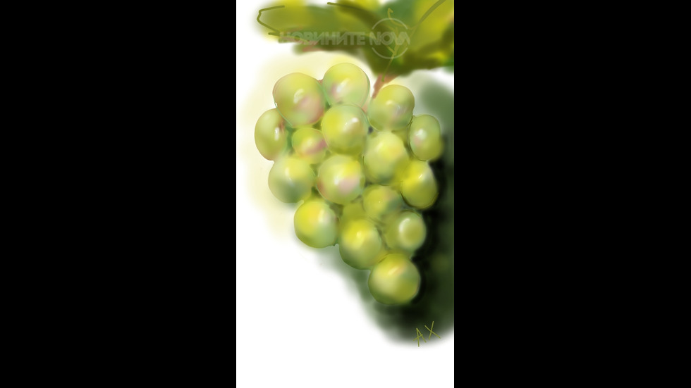 Първото узряло грозде