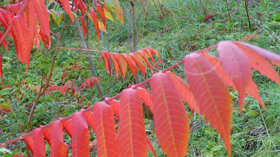 Добре дошла, Есен !