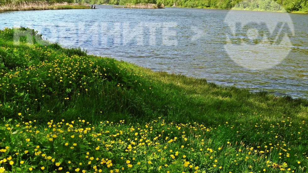 Пролетен килим на езерото в Панчарево