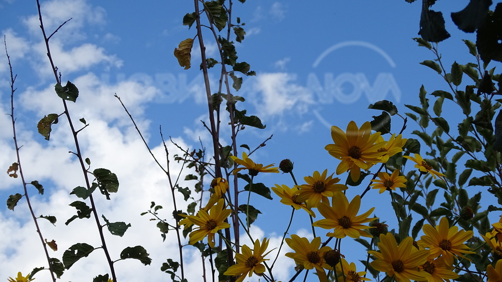 Малките слънчица в есента!