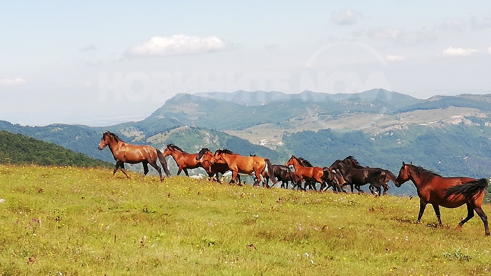 На воля в планината - Врачански Балкан