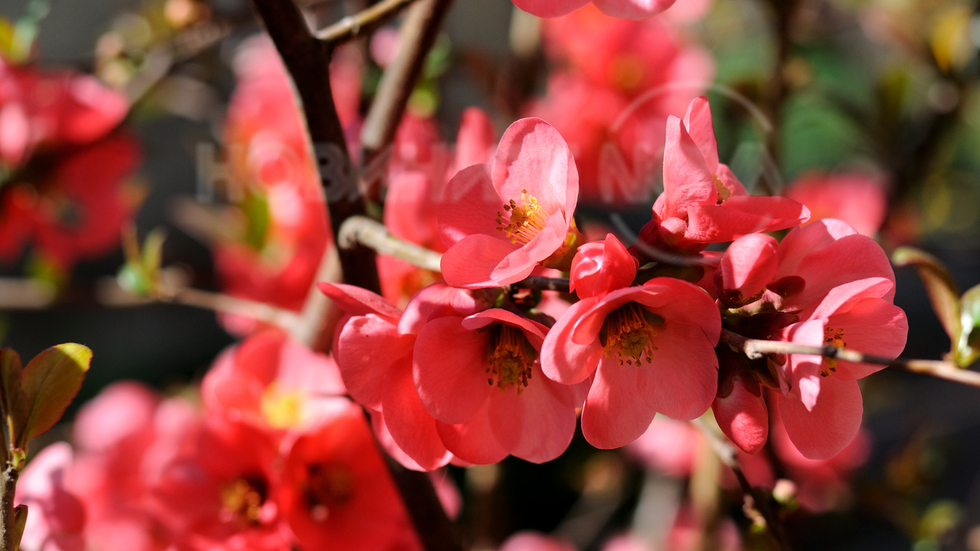 Мелодия в розово