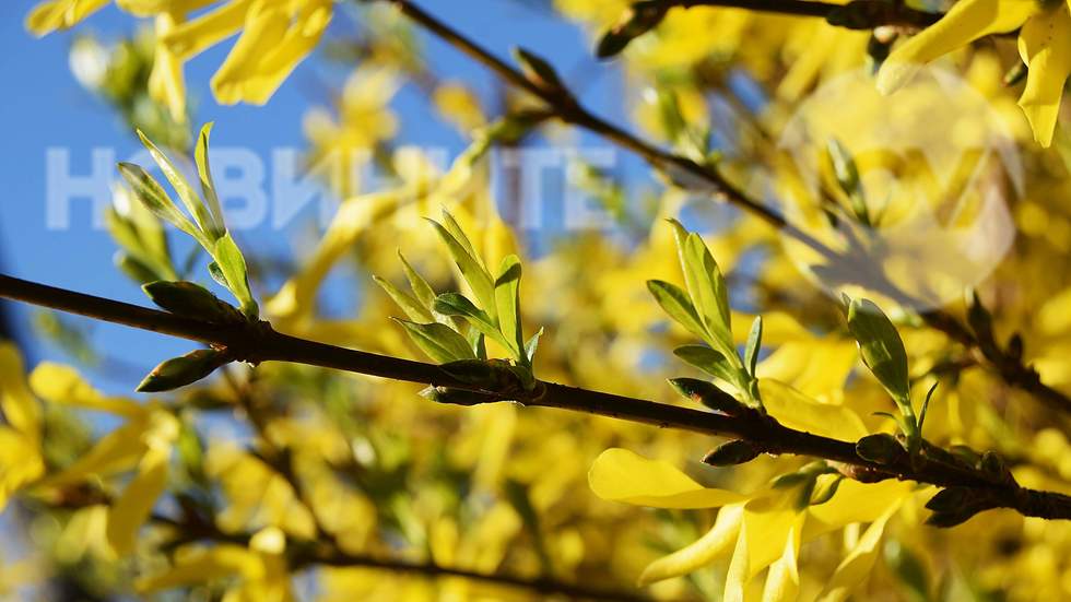 Пролетта е в жълто