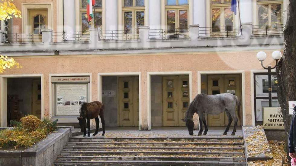 Коне в центъра на Велинград