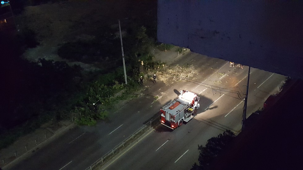 Силният вятър повали дърво на ул. "Опълченска" в София