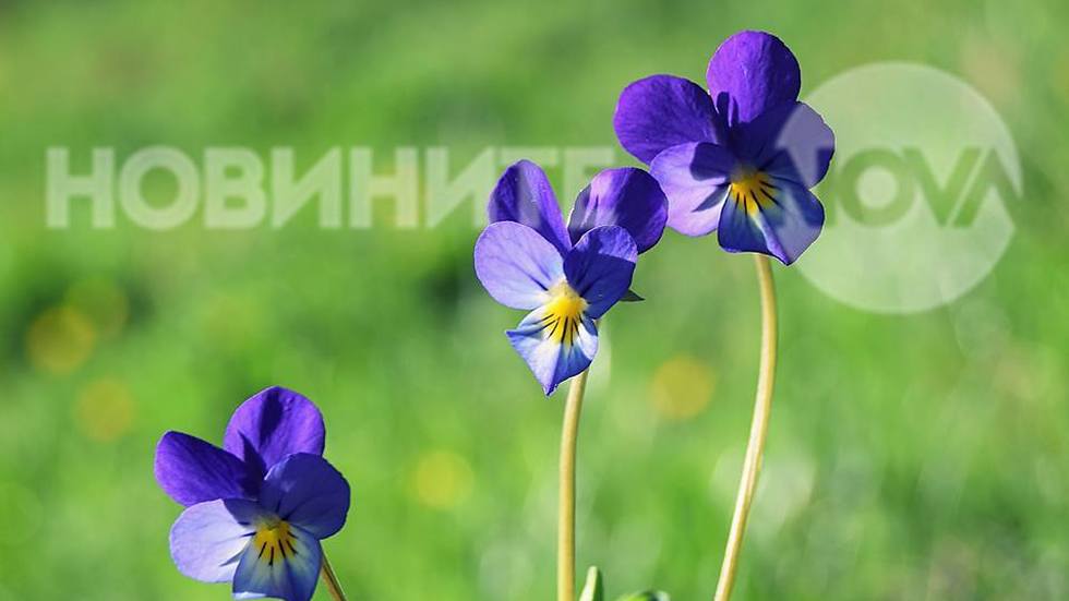 Слънчеви усмивки