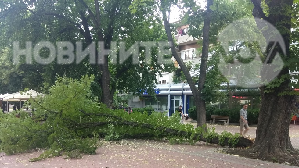 Паднало дърво на главата улица в Кюстендил