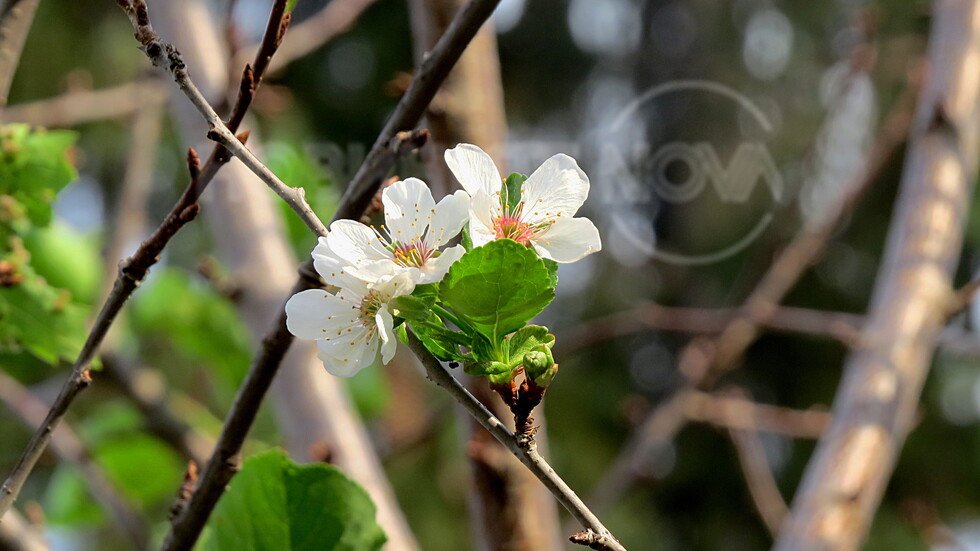Вишната пак разцъфтя!