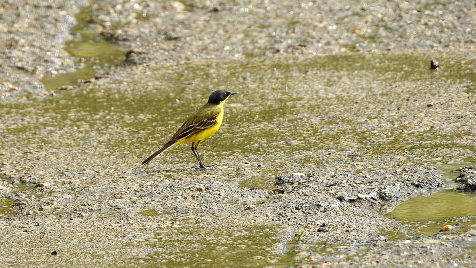 Докога ли ще вали?