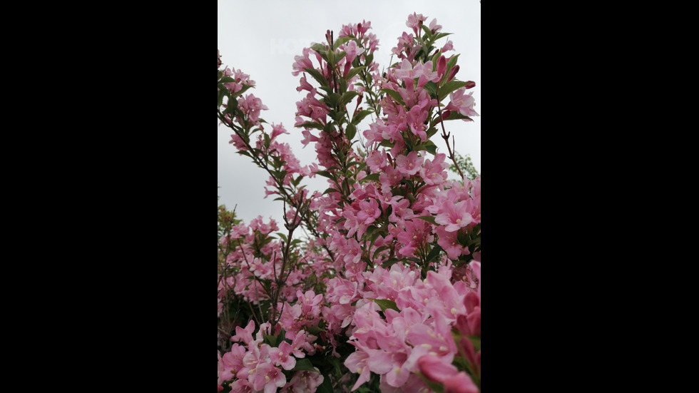 Розов цвят!