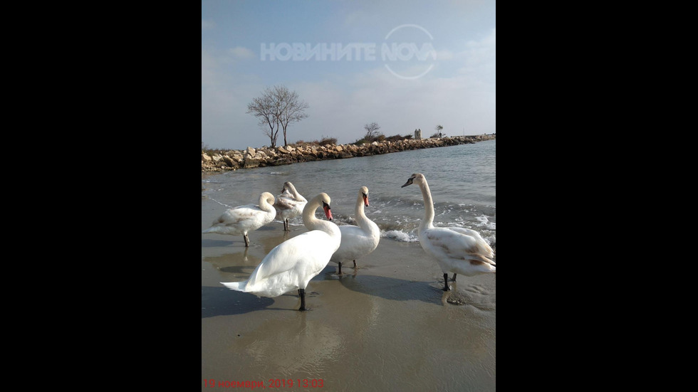 Лебедите във Варна