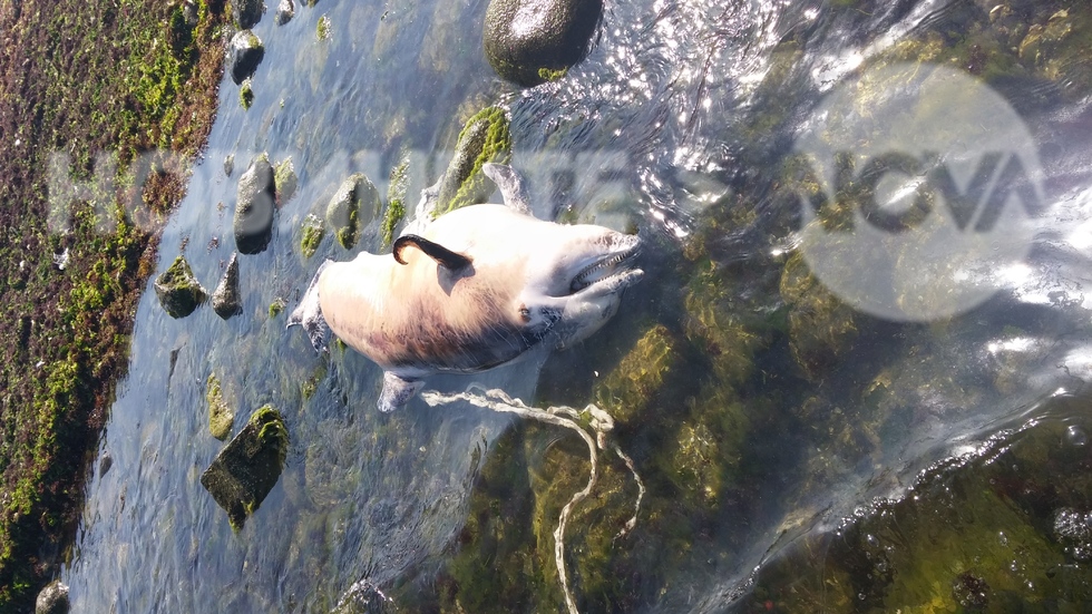 Морето изхврли умрял делфин край Варвара