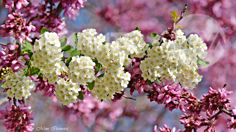 Нежно, пролетно