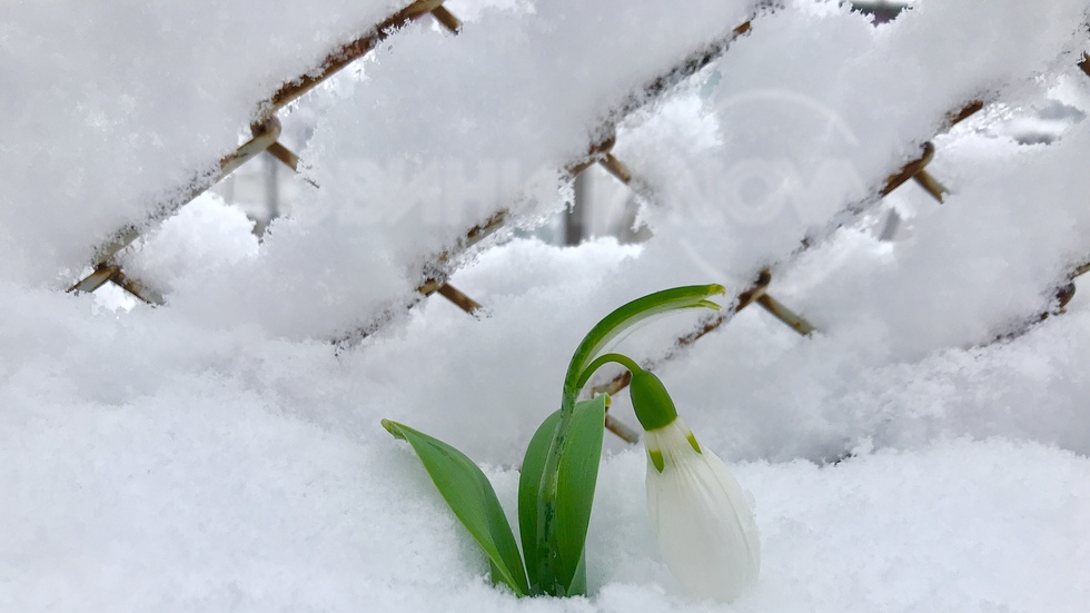 Нежна пролетна принцеска сред снега