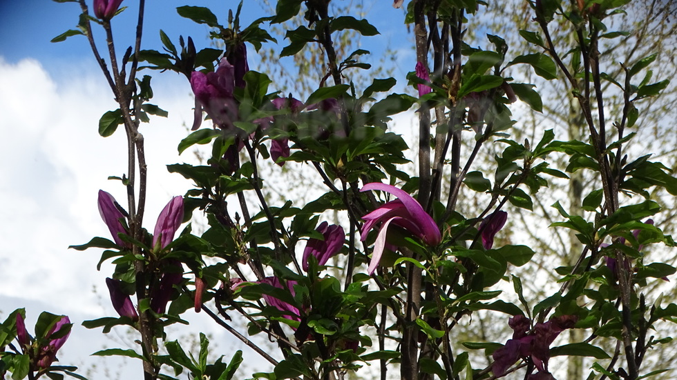 Магнолията на Рупите!