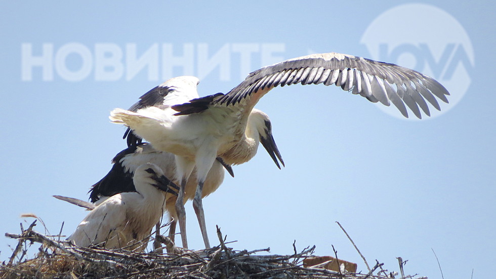 Под сянката на крилете!