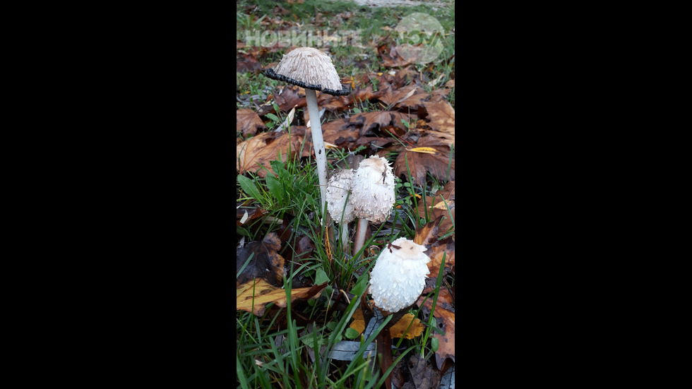 След дъжд - гъбки