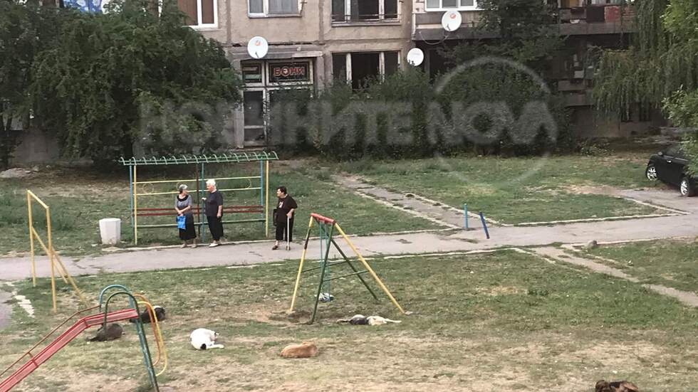 Кучета играят на детска площадка