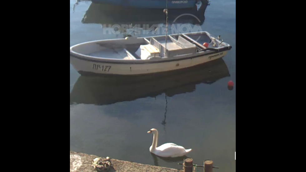 Лебед в Приморско🦢