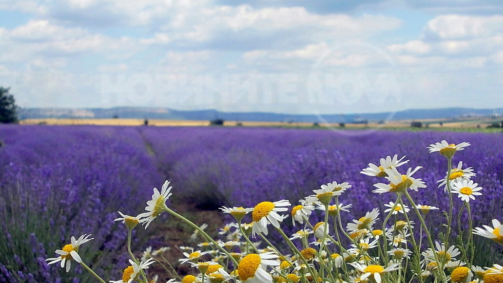 Лилав разкош