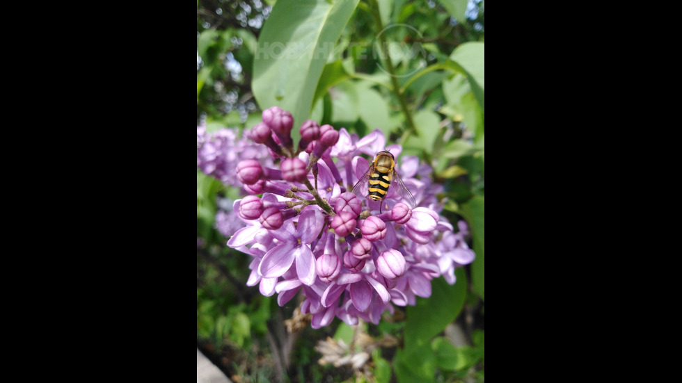 Люляк от Кюстендил