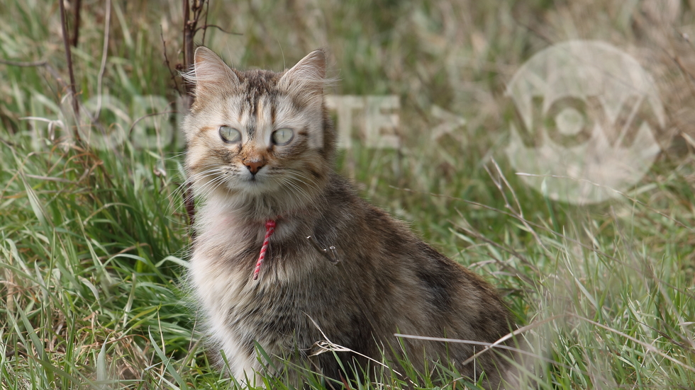 Коте, което още не е видяло щъркел