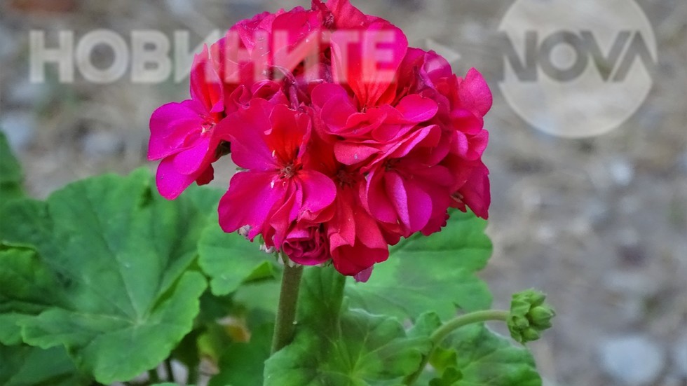 Най-българското цвете