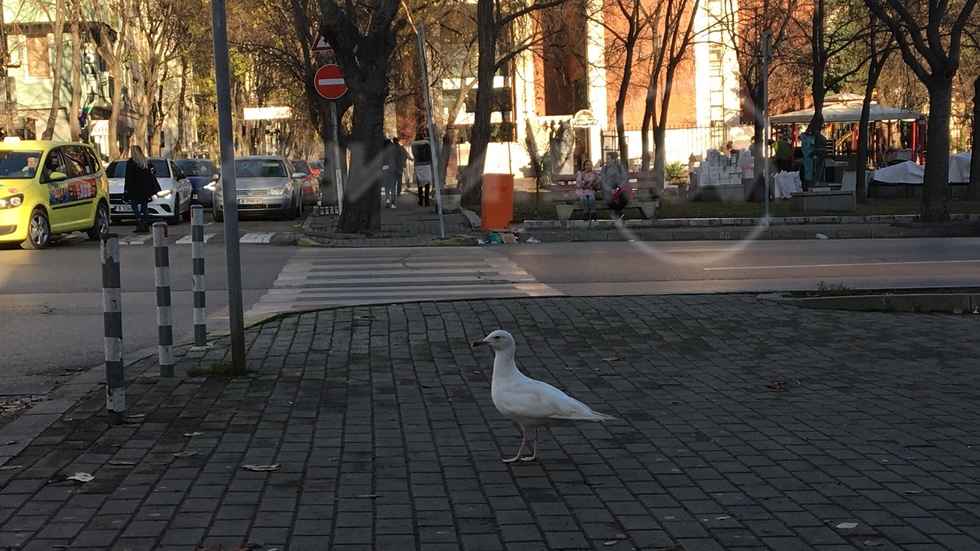Бяла чайка кацна във Варна