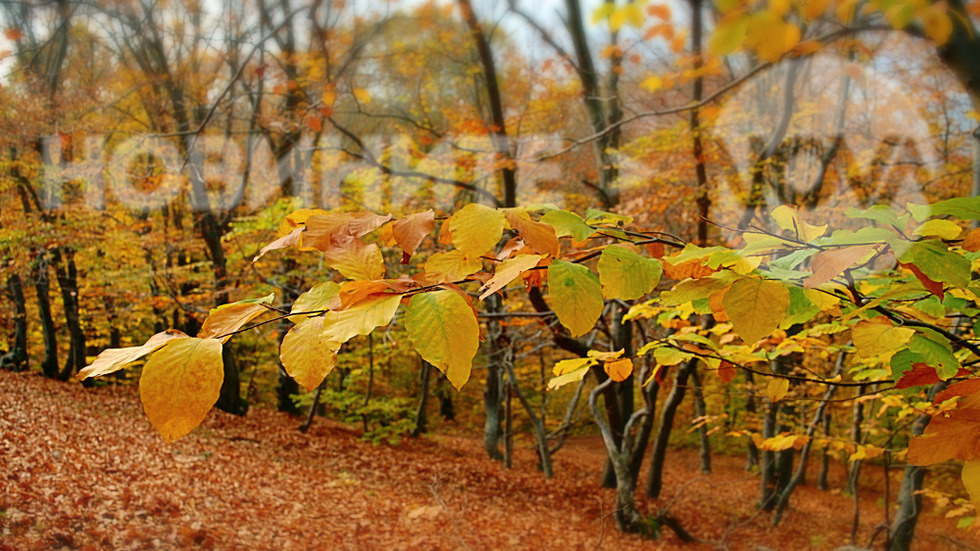Слънчев следобед