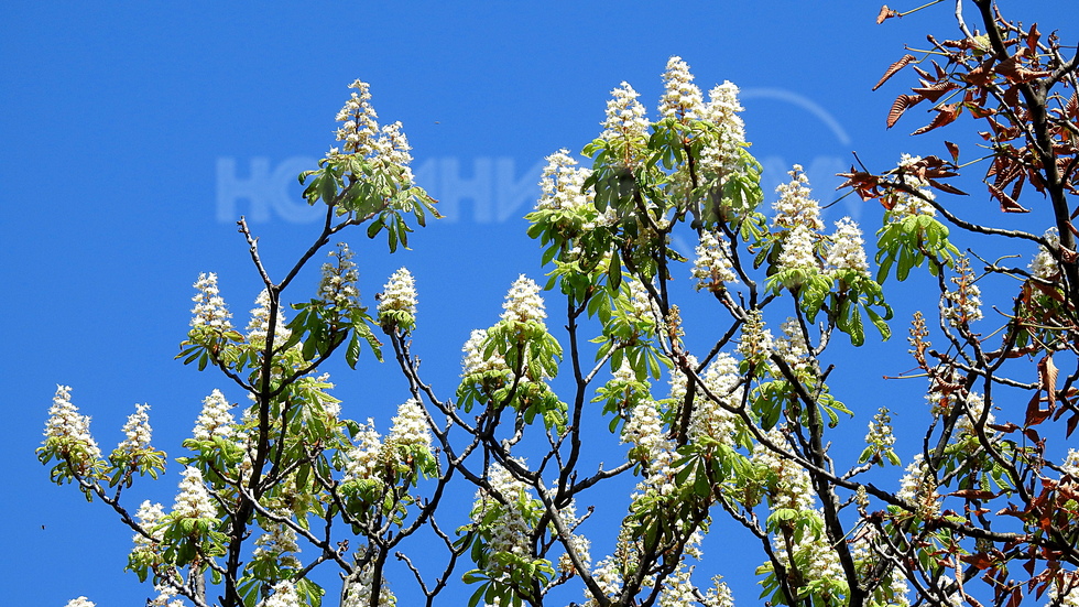 Кестените пак цъфтят!