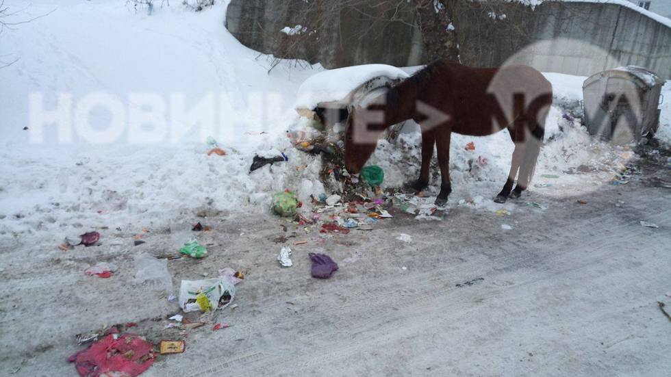 Конят и неговият контейнер