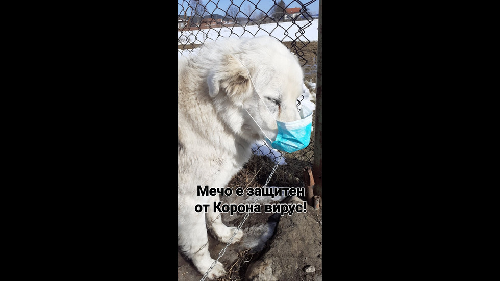 Мечо е защитен от вируси!