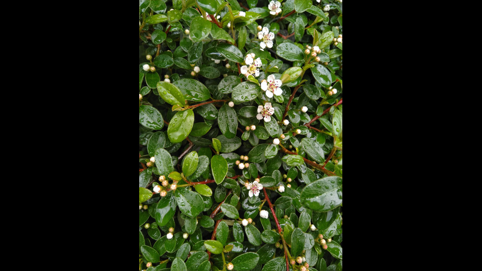 Като след дъжд