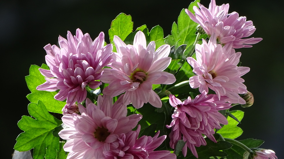 Есенен цвят